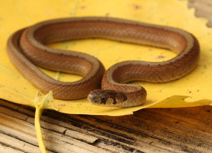 DeKay's Brown Snake